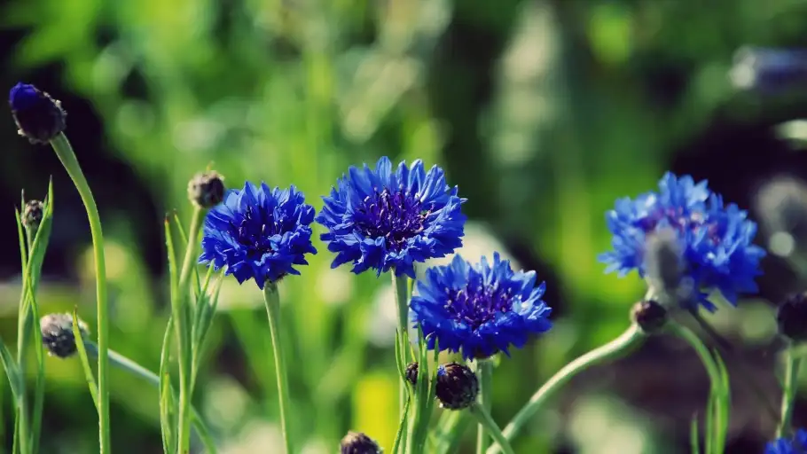 Василек синий – цветок, который издавна применялся в народной медицине для лечения различных заболеваний