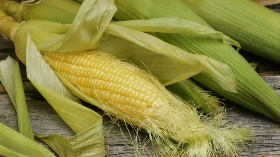 Интересный факт: первоначальное название кукурузы – «маис»